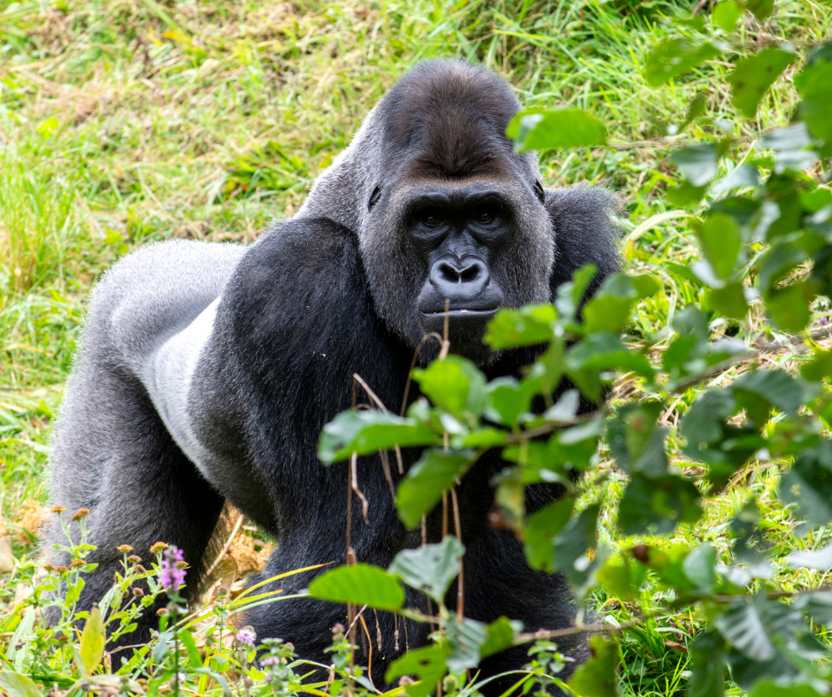 Cover Image of 3 days gorilla trekking safari - Uganda